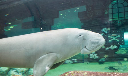 Sea Life Sydney Aquarium