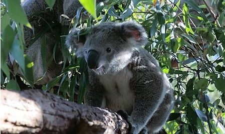 Wild Life Sydney Zoo