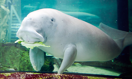 SEA LIFE Sydney Aquarium