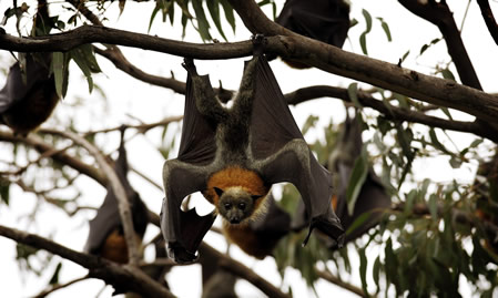 WILD LIFE Sydney Zoo