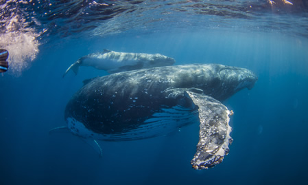 Humpback Whales Feeding in QLD