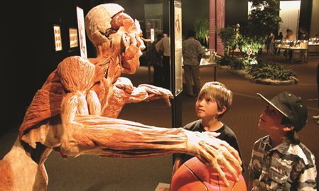 Body Worlds Vital Exhibition Launches In Sydney