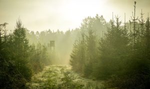5 Secrets to Successful Hunting