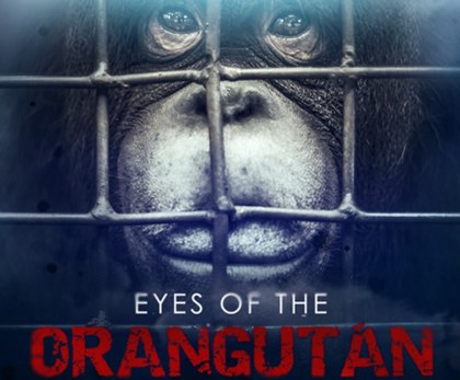 ‘Eyes Of The Orangutan’ Exclusive Showing