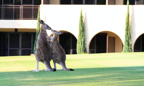 Hunter Valley Unveiled: 7 Irresistible Reasons to Plan Your Visit