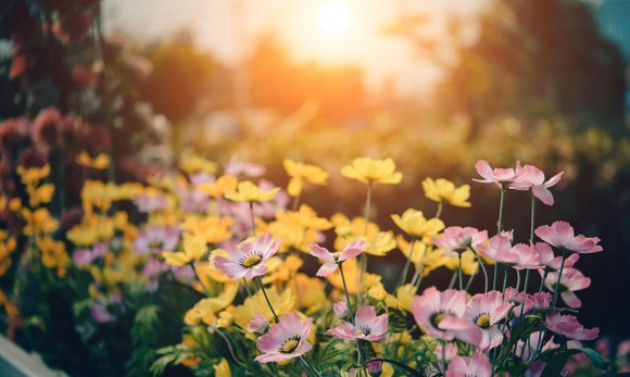 How Difficult Is It To Turn Your Garden Into A Paradise?